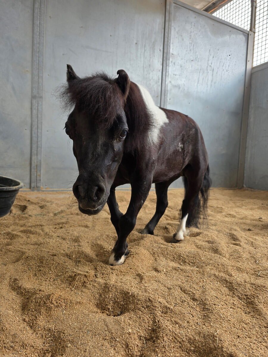 Angel, a black and white dwarf miniature horse standing in a sandy stall