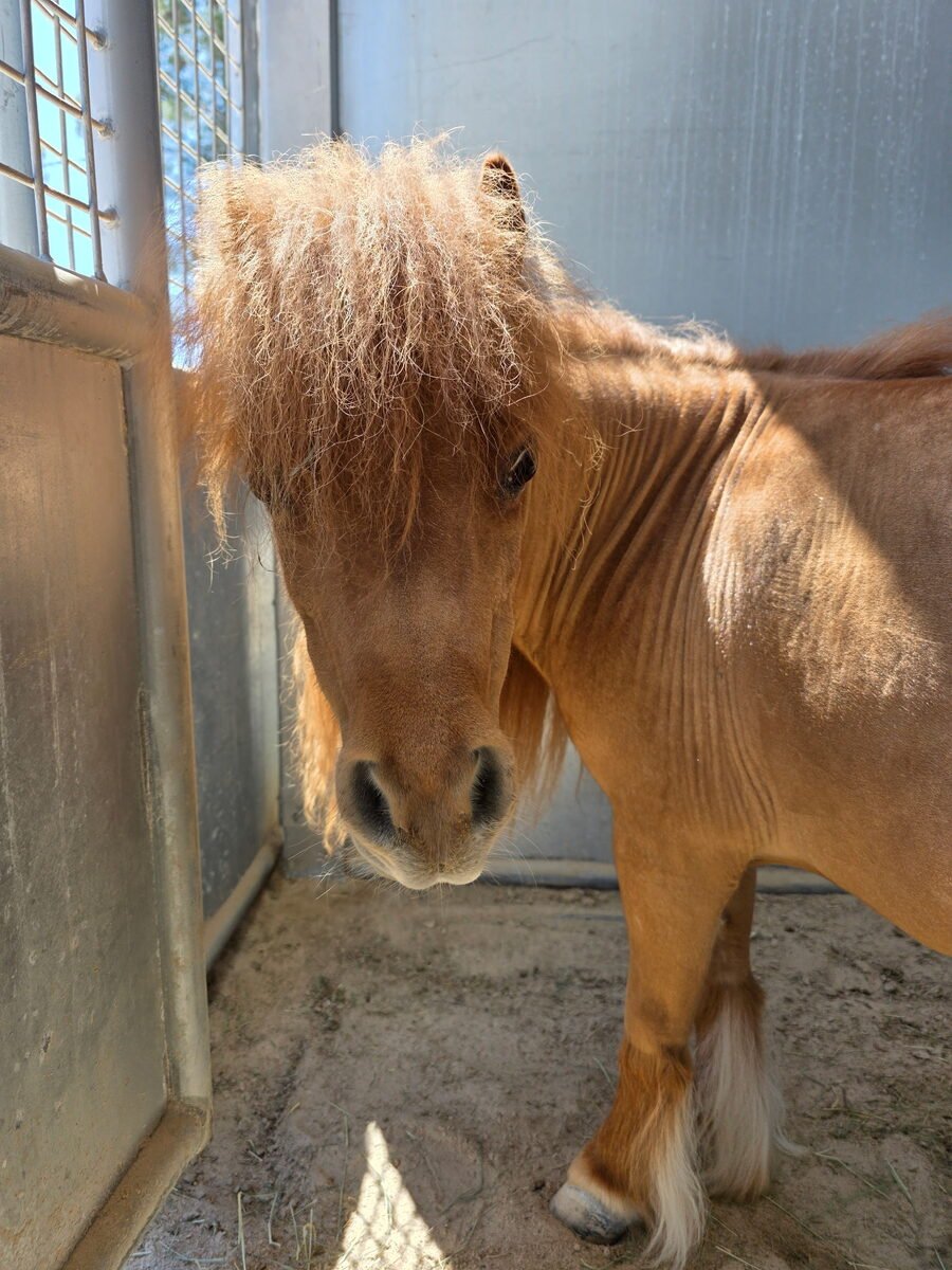 Scarlet, a chestnut miniature horse with a fluffy blonde forelock