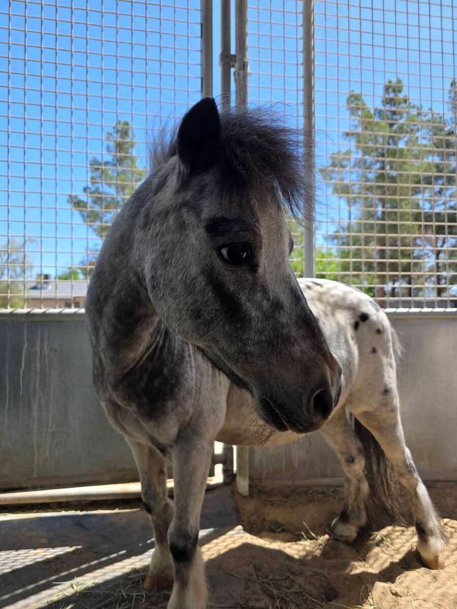 Toby, a grey and white spotted miniature horse