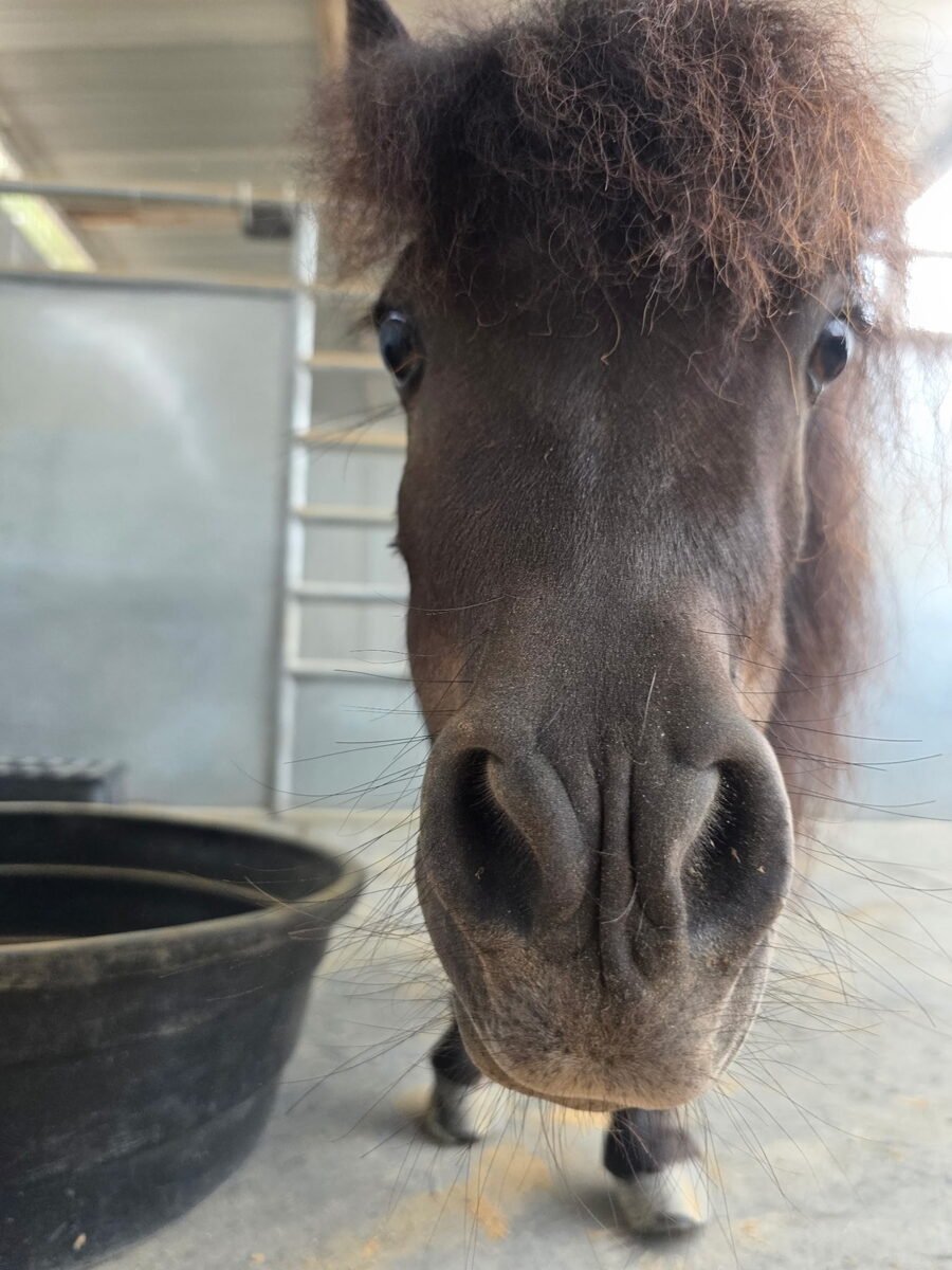 Twinkle, a bay miniature horse peeking her nose toward the camera